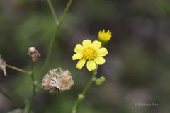 Hymenatherum tenuifolium
